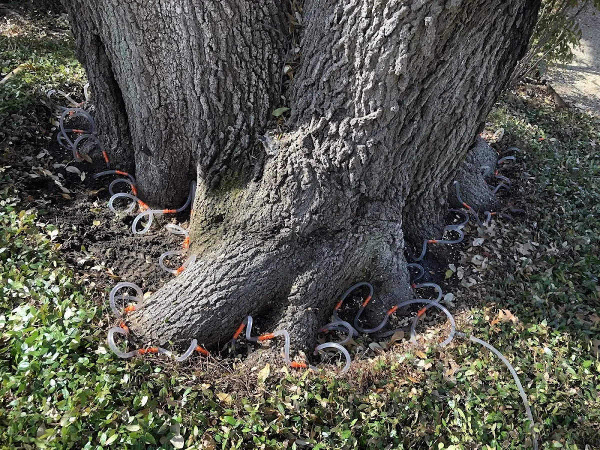 Detailed Tree Cabling and Bracing job site in Ashburn