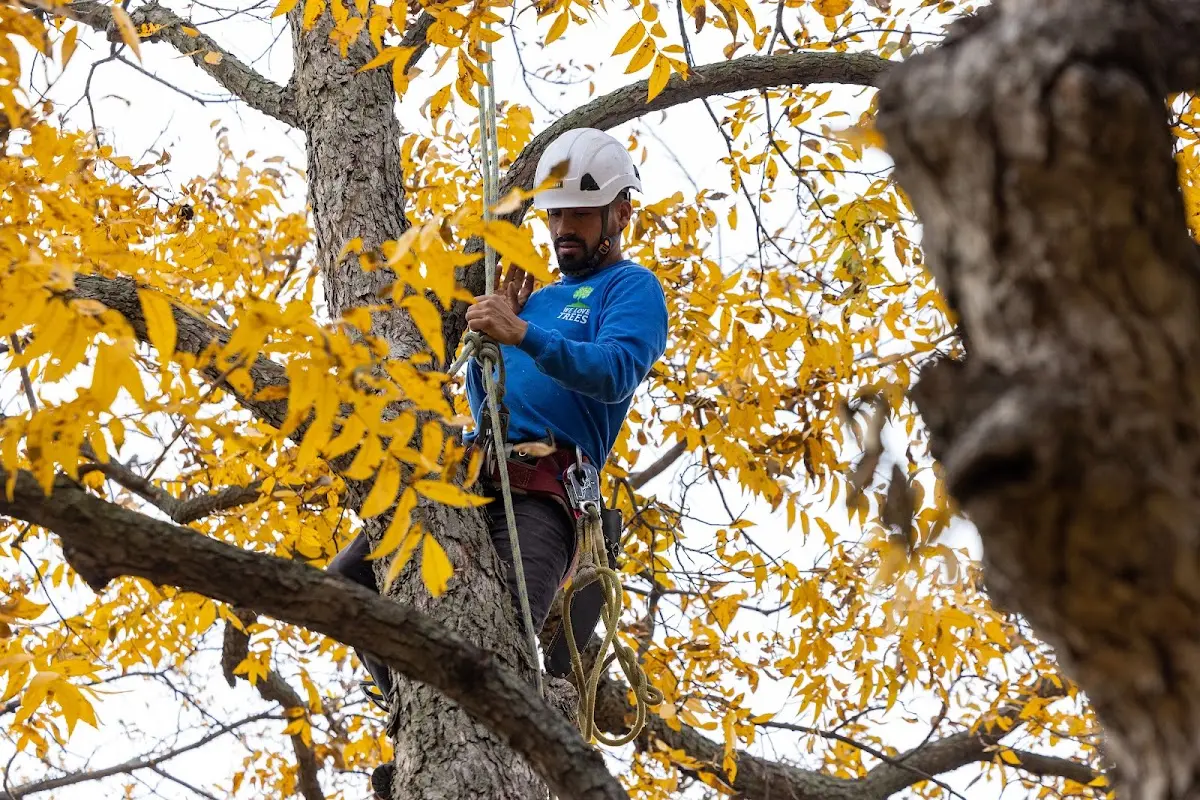 Skilled Storm Damage Cleanup crew working in Ashburn