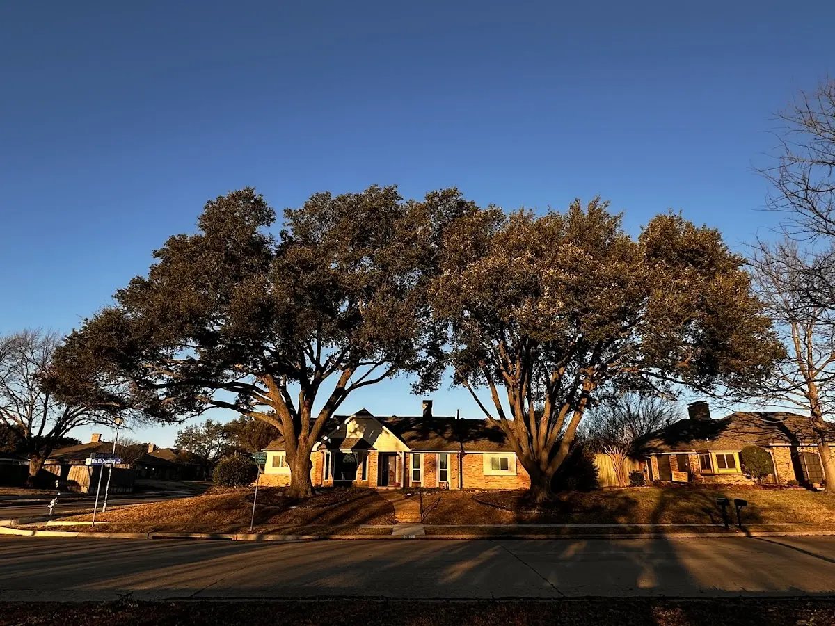 Established residential canopy tree shading a home in Ashburn